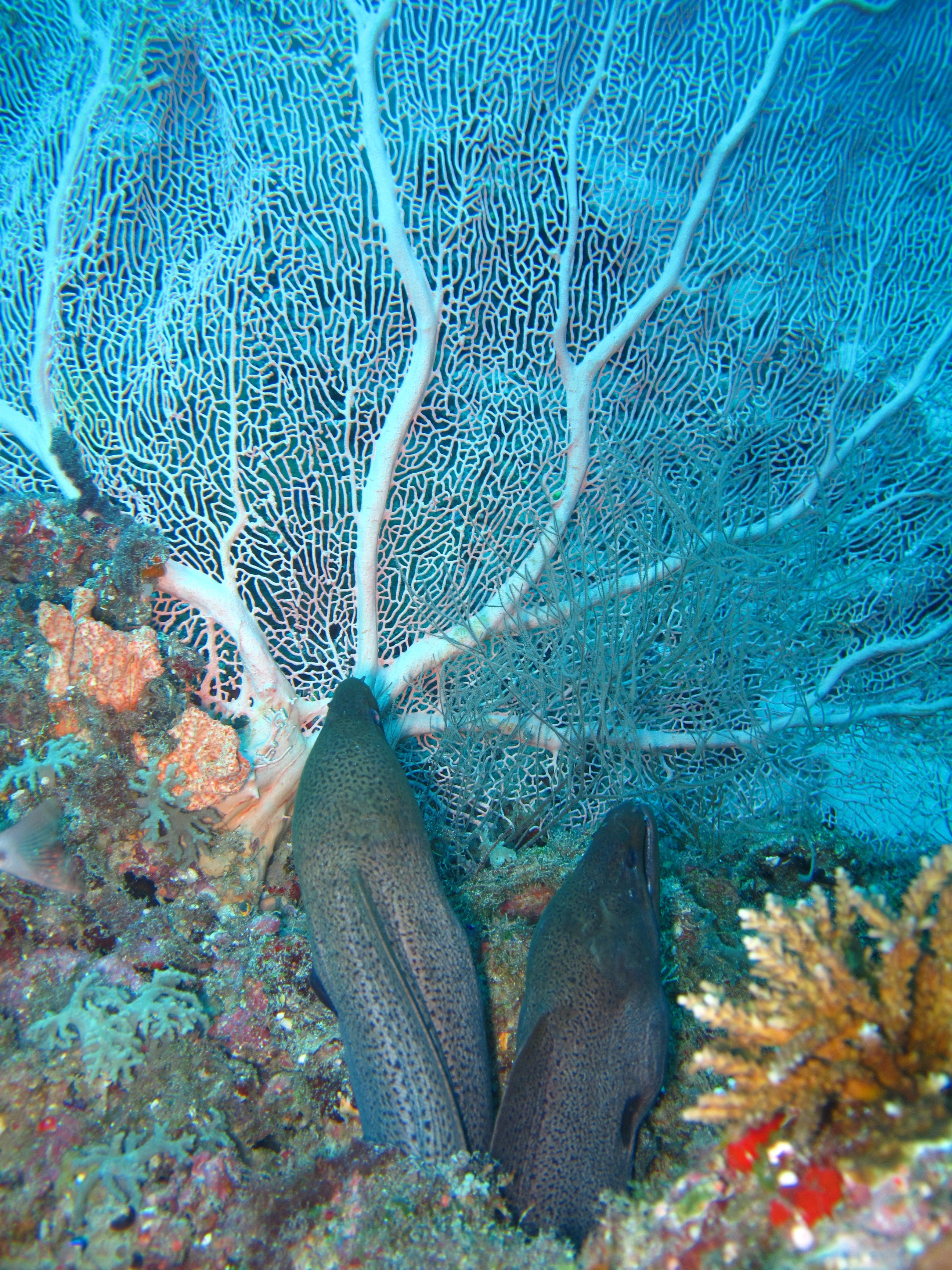 Maldives